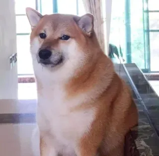 ❤️ perro, shiba inu, lindo, mascota, animal, meme telegram sticker