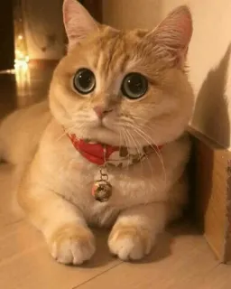 👀 고양이, 귀여운, 애완동물, 동물, 가정, 고양이과, 새끼 고양이 telegram sticker
