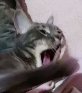😨 gato, bocejo, animal, doméstico, animal de estimação telegram sticker