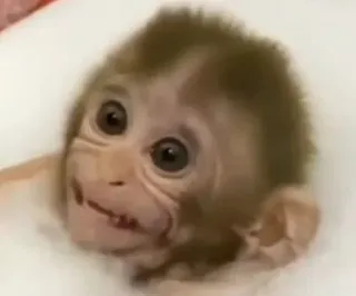 😀 aap, dier, zoogdier, wilde dieren, primaat, schattig whatsapp sticker