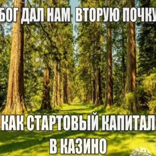 🤓 БОГ ДАЛ НАМ ВТОРУЮ ПОЧКУ
КАК СТАРТОВЫЙ КАПИТАЛ
В КАЗИНО humor, casino, riñón, bosque telegram sticker