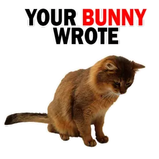 🙈 YOUR BUNNY WROTE coelho, gato, animal, animal de estimação, humor, meme whatsapp sticker