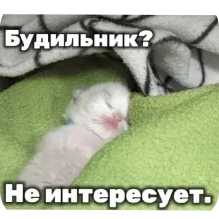 🐱 Будильник? Не интересует. chaton, chat, sommeil, mignon, réveil, drôle telegram sticker