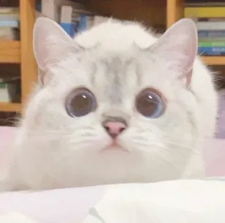 🧸 gatto, carino, animale domestico, animale, gattino, adorabile, domestico, felino telegram sticker