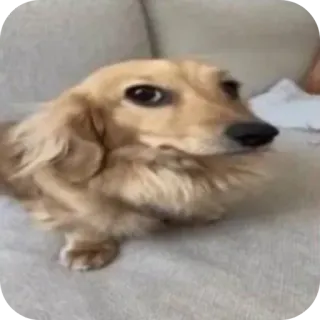 🤨 anjing, binatang, dachshund, hewan peliharaan, lucu, hewan domestik telegram sticker