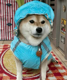 🐕 강아지, 시바견, 동물, 애완동물, 레인코트, 후드, 귀여운, 카와이 whatsapp sticker