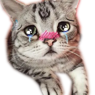 😳 kucing, sedih, menangis, hewan, peliharaan, imut telegram sticker