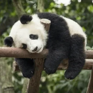🐼 Panda, Animal, Lindo, Perezoso, Dormido telegram sticker
