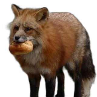 🥪 fox, animal, bread, wildlife, nature telegram sticker