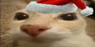🧑‍🎄 Katze, Weihnachtsmütze, Weihnachten, Feiertag telegram sticker