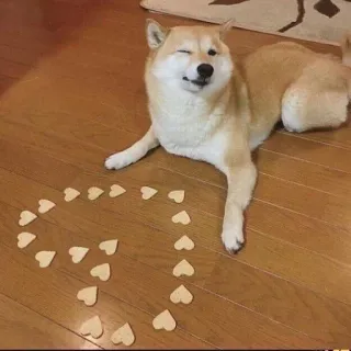 🌟 ? perro, shiba inu, corazones, lindo, guiño whatsapp sticker