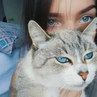 👀 猫, 青い目, ペット, 動物, 人, 可愛い whatsapp sticker