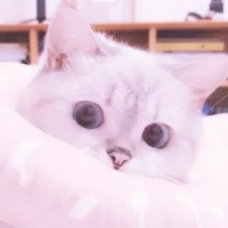 🐱 gato, mascota, animal, lindo, blanco, ojos, cara whatsapp sticker