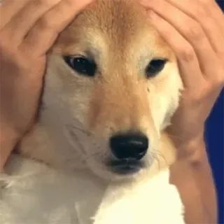 😟 dog, animal, shiba inu, meme, pet telegram sticker