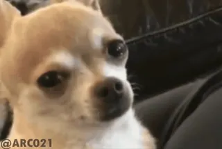 😭 Chihuahua ARCO21 telegram sticker