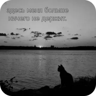 👋 здесь меня больше ничего не держит. cat, silhouette, water, sunset, text, russian, nature, sky whatsapp sticker