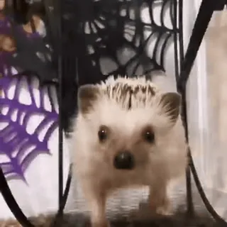 🙃 hérisson, animal, mignon, animal de compagnie, mammifère telegram sticker