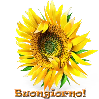 🌻 Buongiorno! подсолнух, итальянский, приветствие, Buongiorno, цветок telegram sticker