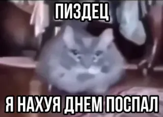 😦 ПИЗДЕЦ 
Я НАХУЯ ДНЕМ ПОСПАЛ 고양이, 러시아어, 불쾌한, 밈, 동물 telegram sticker
