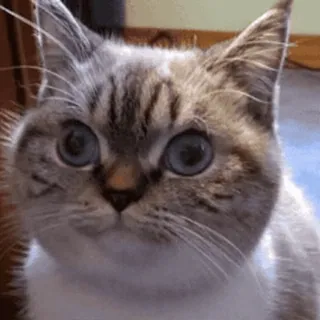 😐 kat, dier, huisdier, schattig, katachtig, huiskat, blauwe ogen telegram sticker