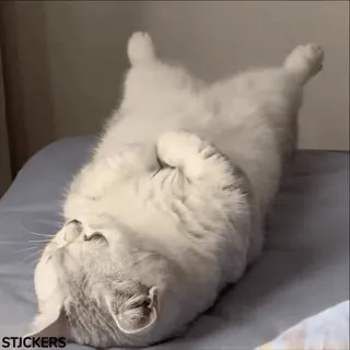 🥹 STJCKERS chat, mignon, animal, animal de compagnie, drôle, adorable, domestique whatsapp sticker