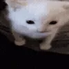 🐱