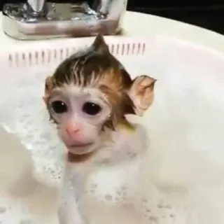 🧖‍♂ małpa, zwierzę, kąpiel, słodkie, bańka telegram sticker