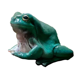 🐸 カエル, 動物, 野生動物, 両生類 telegram sticker