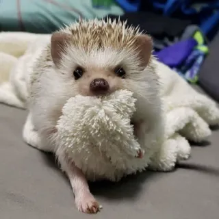 🦔 riccio, animale, carino, mammifero, animale domestico whatsapp sticker