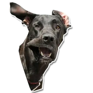 😜 chien, animal de compagnie, animal, mignon, portrait telegram sticker