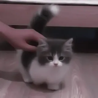 🐈 kot, kociak, słodki, zwierzę domowe, zwierzę, domowy, puszysty telegram sticker