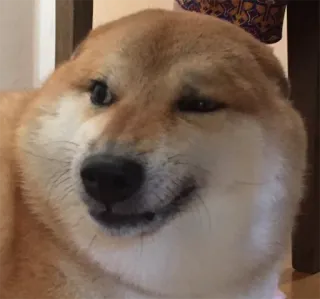 🤔 chien, shiba inu, animal de compagnie, animal, mème, drôle telegram sticker