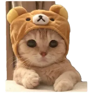 😸 cat, kitten, cute, animal, bear hat, sticker telegram sticker