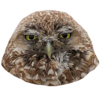 😡 cú mèo, chim, động vật, động vật hoang dã, thiên nhiên telegram sticker