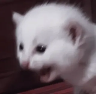 🤍 小猫, 猫, 白色, 动物, 可爱 telegram sticker