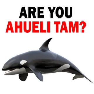 Whale @stickersb2b telegram stickers