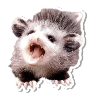 😣 オポッサム, 叫び, 動物, 有袋類, 可愛い, 野生動物 telegram sticker