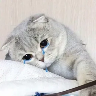 ☹ kucing, menangis, sedih, air mata, hewan, hewan peliharaan telegram sticker