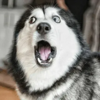🐾 Hund, Husky, geschockt, überrascht, Meme whatsapp sticker