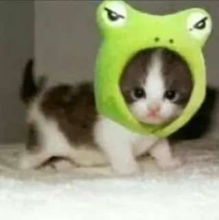 🐸 gattino, gatto, rana, cappello, animale, carino telegram sticker