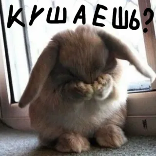 🐰 КУШАЕШЬ? lapin, mignon, animal, animal de compagnie, question, nourriture whatsapp sticker