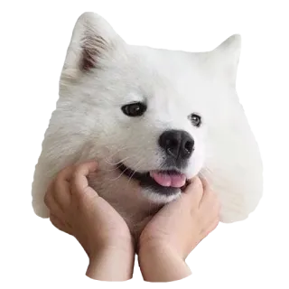 🌝 犬, サモエド, ペット, 動物, かわいい, 子犬, ふわふわ, 手 telegram sticker