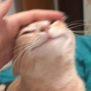 😊 gatto, animale domestico, animale, carino, domestico, felino telegram sticker