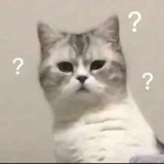 ⁉️ ? ? ? chat, point d'interrogation, perplexe, animal de compagnie, animal, mème whatsapp sticker
