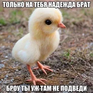 🤞 ТОЛЬКО НА ТЕБЯ НАДЕЖДА БРАТ
БРОУ ТЫ УЖ ТАМ НЕ ПОДВЕДИ poussin, animal, mignon, oiseau, texte, russe telegram sticker