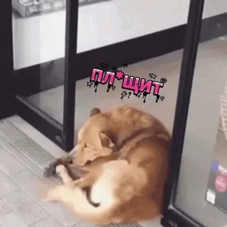 🤣 ПЛ*ЩИТ dog, puppy, sleeping, tired, meme, pet, funny telegram sticker