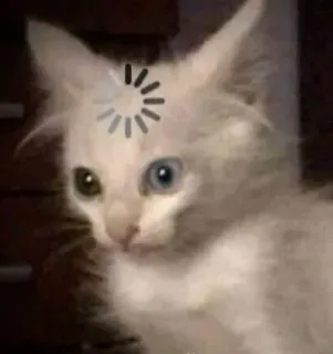 😐 Katze, Laden, Tier, Meme, Warten telegram sticker