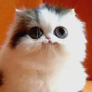 ☺️ kat, kitten, schattig, dier, huisdier, fluffy telegram sticker