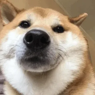 🐕 perro, shiba inu, animal, meme, mascota, lindo whatsapp sticker