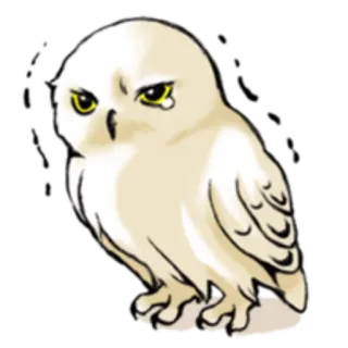😢 owl, cute, sad, cartoon, bird, animal telegram sticker